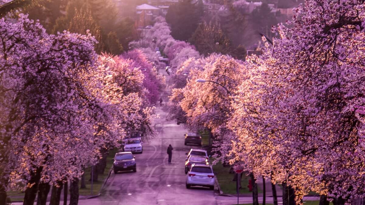 Vancouver Cherry Blossom Festival