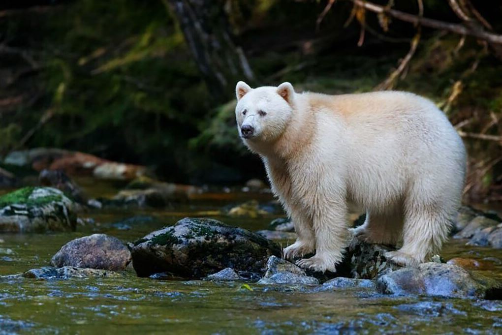 Белые медведи
