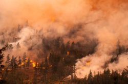Forest on fire with orange flames and thick smoke rising above a pine forest during a wildfire distance view
