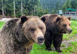 Two brown bears standing close together on a grassy area with a forest in the background.