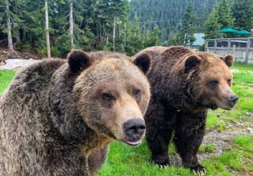 гризли гора граус | Наш Ванкувер Two brown bears standing close together on a grassy area with a forest in the background.