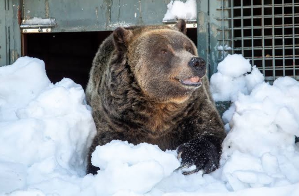 гризли на горе граус | Наш Ванкувер Brown bear relaxing in deep snow outside a metal enclosure, paw resting on the snow near its den entrance