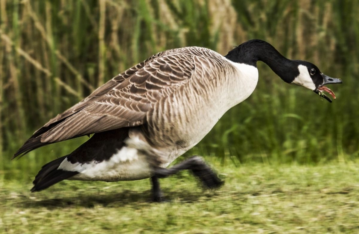 канадские гуси | Наш Ванкувер Canada goose sprinting across a grassy field, carrying a small object in its beak
