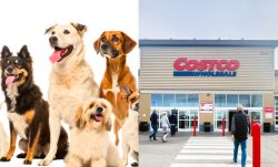 Four dogs of different breeds sit and stand on the left, with a Costco Wholesale store entrance and shoppers visible on the right, split image conveying a pet-friendly shopping theme.