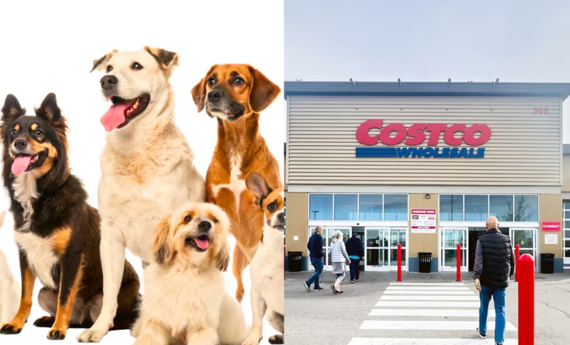 костко животные | Наш Ванкувер Four dogs of different breeds sit and stand on the left, with a Costco Wholesale store entrance and shoppers visible on the right, split image conveying a pet-friendly shopping theme.
