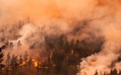 Forest fire burning through a dense evergreen forest with visible flames and thick smoke filling the air.
