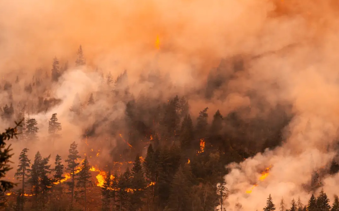 Forest fire burning through a dense evergreen forest with visible flames and thick smoke filling the air.