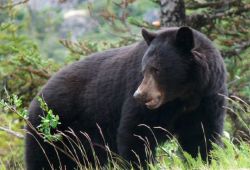 Black bear standing in a forest clearing, surrounded by tall grasses and green shrubs, looking to the side.