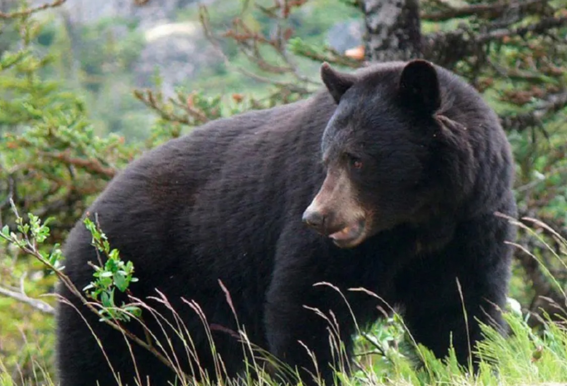 нападение черного медведя | Наш Ванкувер Black bear standing in a forest clearing, surrounded by tall grasses and green shrubs, looking to the side.