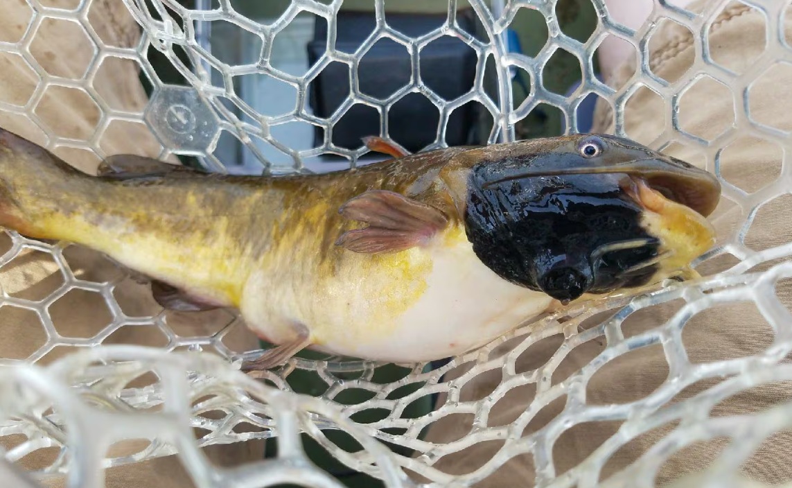 рыбы болеют раком | Наш Ванкувер Freshwater fish caught in a white hexagonal net, yellow-brown body with a dark head. It lies on a beige surface.