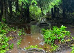Muddy forest path flooded with shallow water, surrounded by green ferns and trees, in a dense woodland.