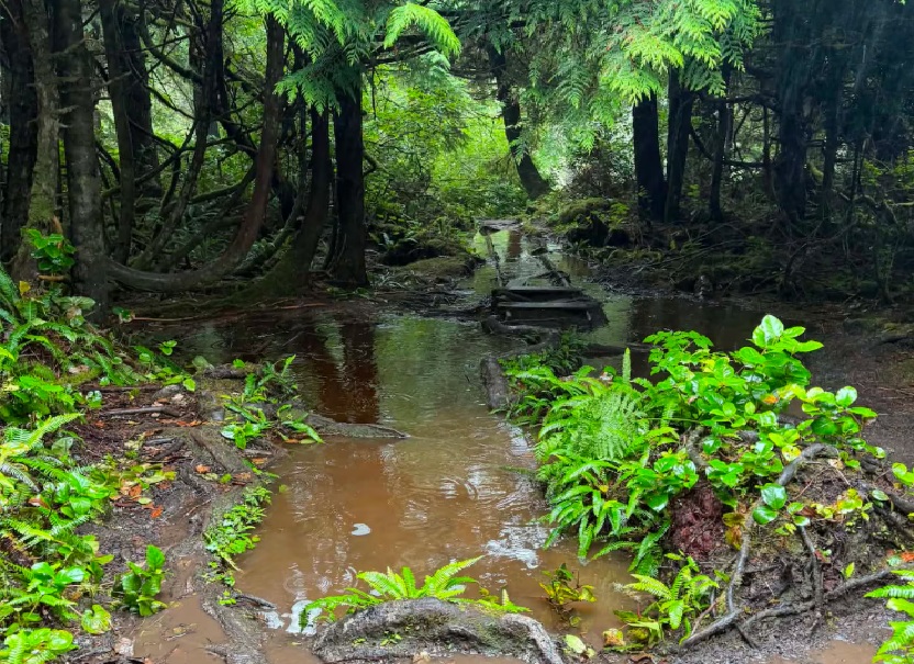 Muddy forest path flooded with shallow water, surrounded by green ferns and trees, in a dense woodland.