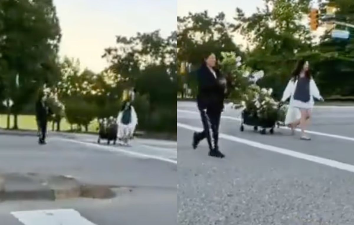 воровство цветов | Наш Ванкувер Two pedestrians cross the street pushing a wagon with a large potted tree.
