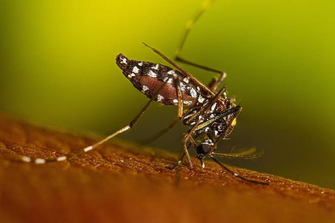 Агрессивный азиатский тигровый комар | Наш Ванкувер Close-up of a white-marked mosquito perched on skin, its proboscis touching the surface as it feeds.