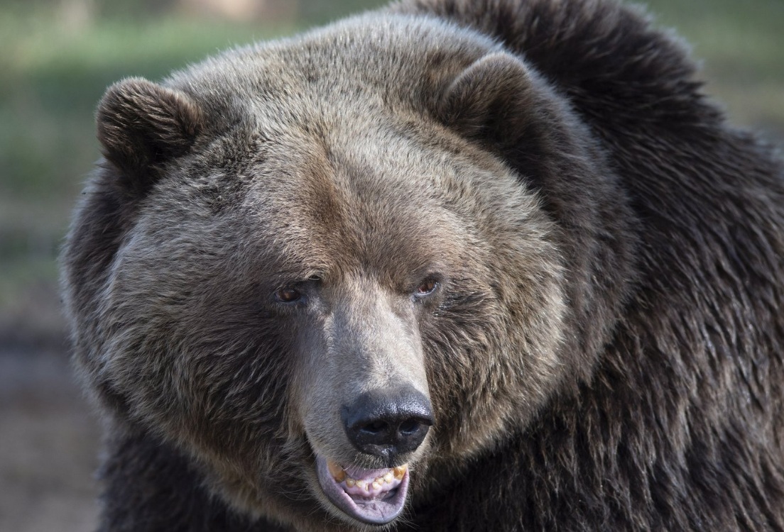 Close-up of a brown grizzly bear facing the camera with mouth slightly open.