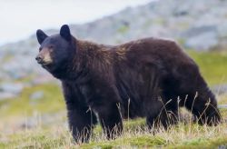 Adult black bear standing in a grassy rocky field, facing left.