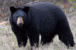 Black bear standing in a dry grassy clearing, facing the camera with a brown muzzle.