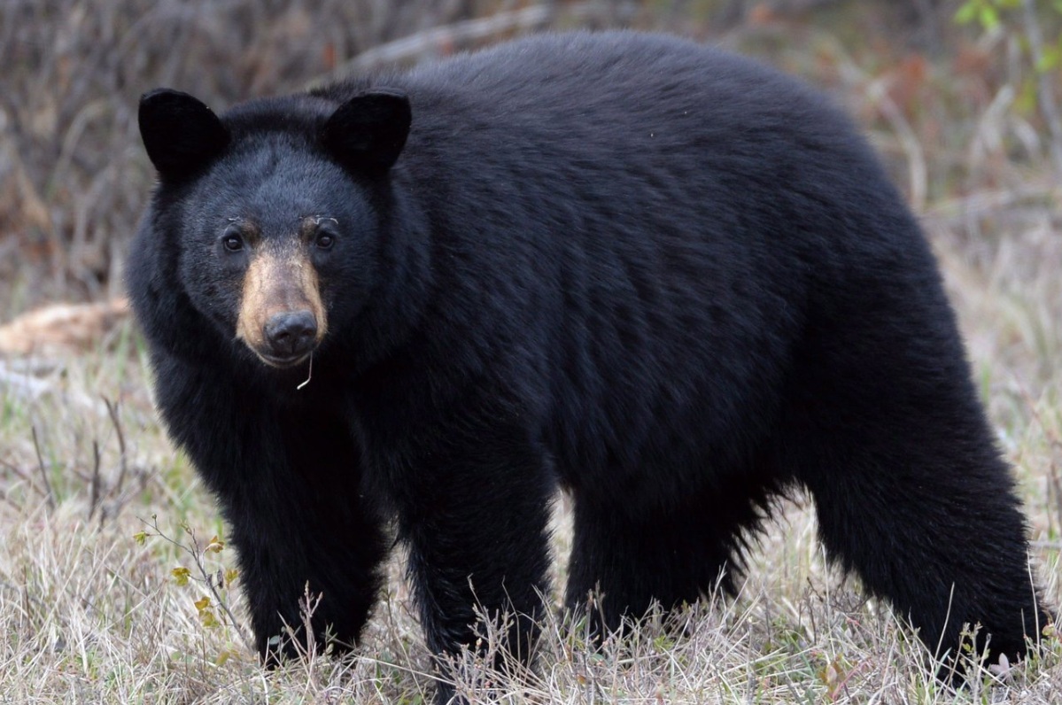 Black bear standing in a dry grassy clearing, facing the camera with a brown muzzle.