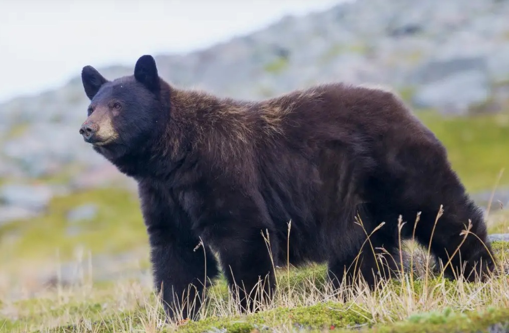 медведь | Наш Ванкувер Adult black bear standing in a grassy rocky field, facing left.