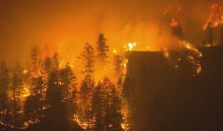 Wildfire consuming a forest at night, with tall trees silhouetted against orange flames and smoke-filled sky.
