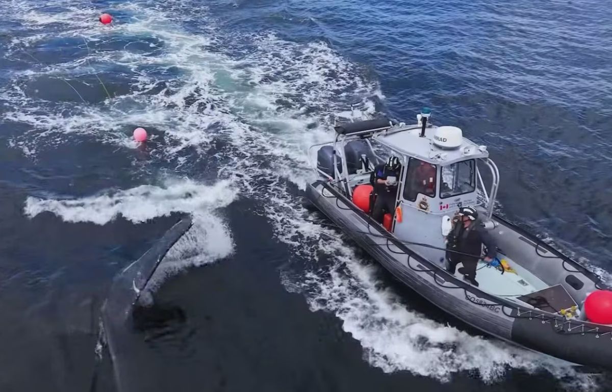 Rigid inflatable boat with crew approaching a partially submerged vessel, pink rescue buoys in choppy dark water.