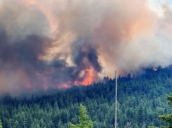 Wildfire burning through a dense forest with tall trees, orange flames and thick smoke rising into the sky, seen from a hillside with a utility pole in the foreground.