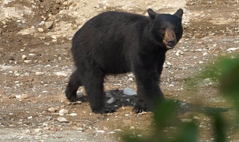 Wild black bear standing on a rocky dirt trail, facing the camera with a brown muzzle