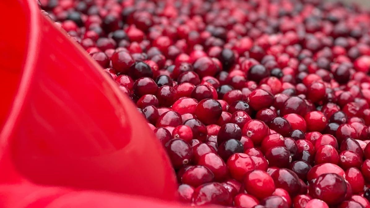 Bright red cranberries spilling from a red scoop into a container, ready for processing or packaging.