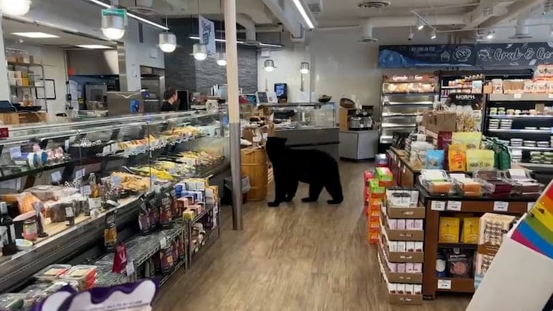 Black bear standing in the middle of a grocery store aisle near the deli and snack displays.