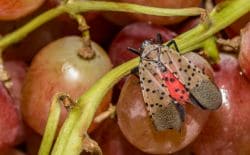 Adult spotted lanternfly perched on a grape cluster, tan wings with black spots and bright red underwings visible.