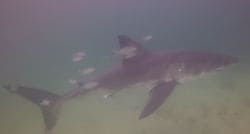 Underwater scene of a shark swimming with several small striped fish nearby
