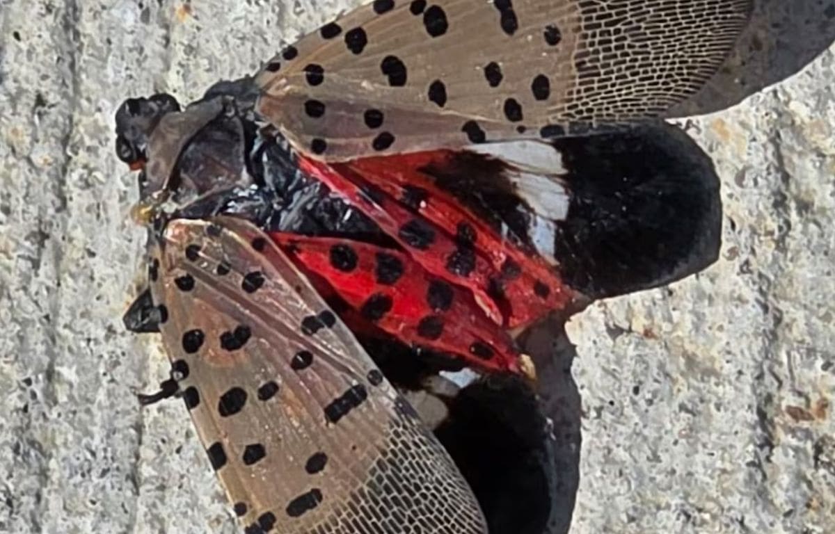 вредитель виноград | Наш Ванкувер Red-bodied moth with black spots lying on a gray rocky surface; brown wings patterned with dark spots are spread open.