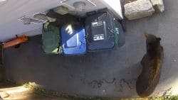 Black bear walking beside parked garbage and recycling bins on a driveway outside a home.