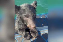 Wet black puppy with upright ears gazing at the camera on a blue railing near green water.