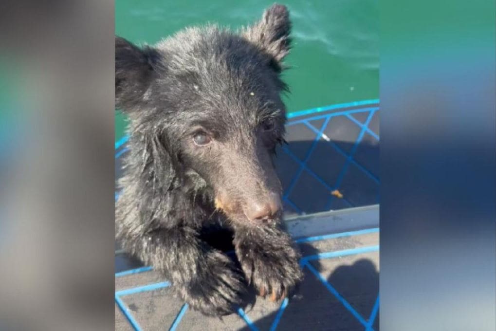Жители Британской Колумбии | Наш Ванкувер Wet black puppy with upright ears gazing at the camera on a blue railing near green water.