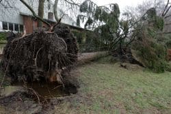Бригада BC Hydro устраняет повреждение линии электропередачи после падения дерева в Метро Ванкувер