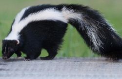Striped skunk walking on a concrete surface with a black body and white stripes, green blurred background