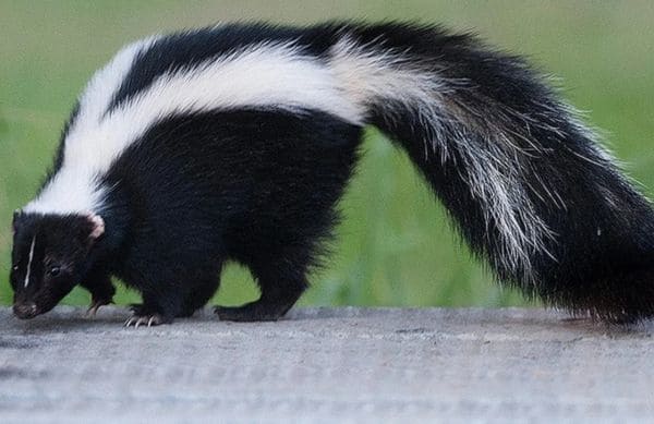 Striped skunk walking on a concrete surface with a black body and white stripes, green blurred background