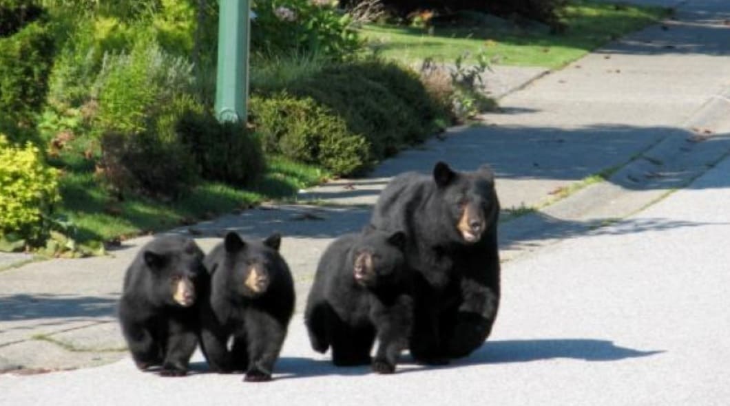 медведи кокуитлам | Наш Ванкувер Adult black bear leading three cubs as they walk down a residential street with greenery nearby, during daytime.