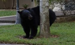 Young black bear standing on grass behind a tree in a park area, facing left.