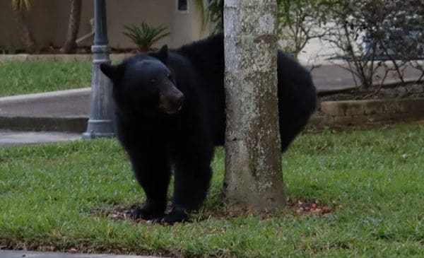 Young black bear standing on grass behind a tree in a park area, facing left.