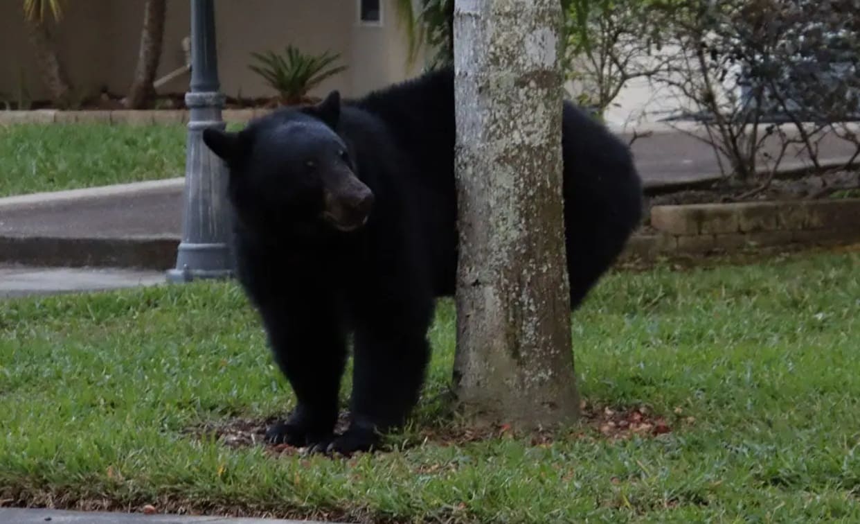медведи порт кокуитлам | Наш Ванкувер Young black bear standing on grass behind a tree in a park area, facing left.