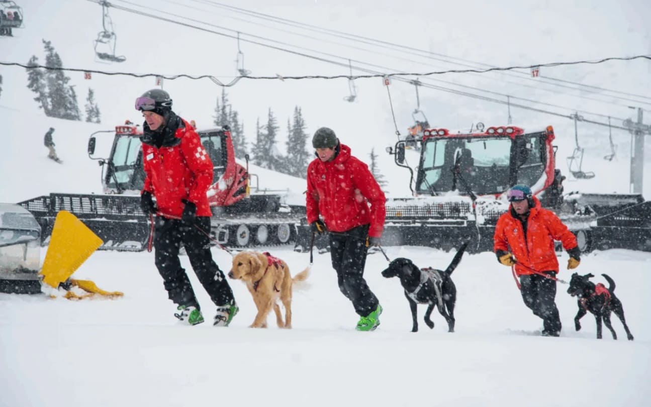 собаки поисковые | Наш Ванкувер Three people in bright red jackets walk three leashed dogs across a snowy ski slope, with a chairlift and snow equipment in the background.