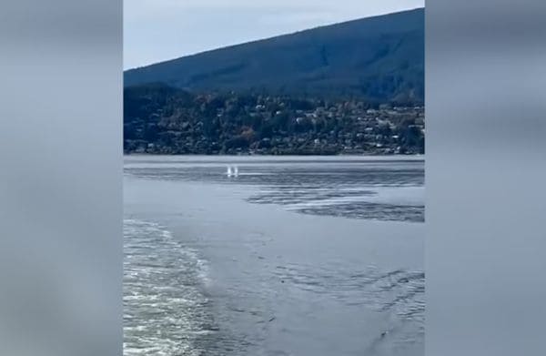 Boating wake on a wide river with a town and forested hills in the distance. Two white birds are on the water near the shore.