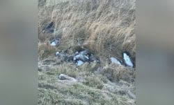 Several dead birds lying in a patch of tall dried grass by a field ditch (pile of carcasses).