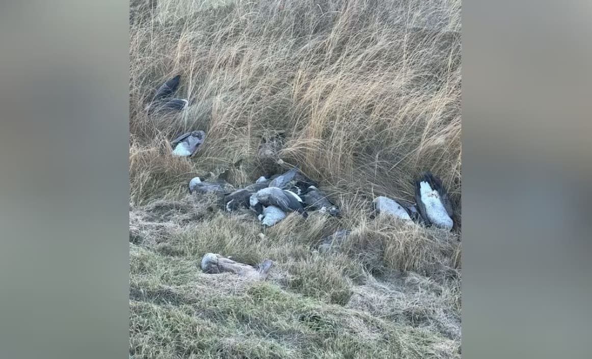 тушки мертвых гусей канада | Наш Ванкувер Several dead birds lying in a patch of tall dried grass by a field ditch (pile of carcasses).