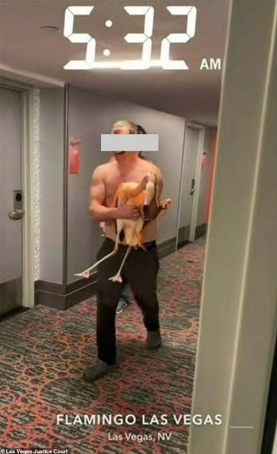 Украдный фламинго | Наш Ванкувер Man shirtless and barefoot, carrying a flamingo down a hotel hallway at Flamingo Las Vegas, 5:32 AM.
